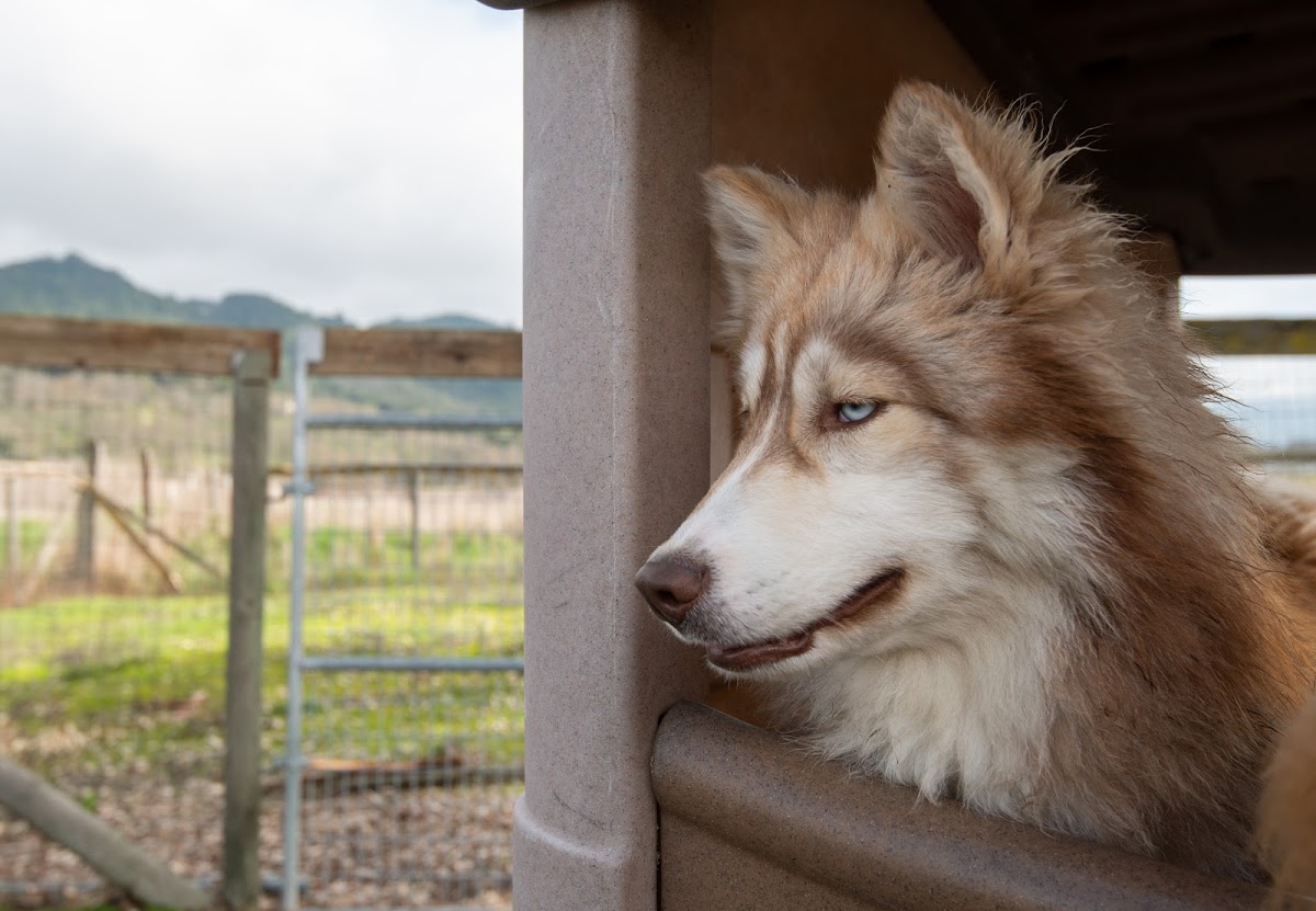 Taylor Mountain Canine Retreat