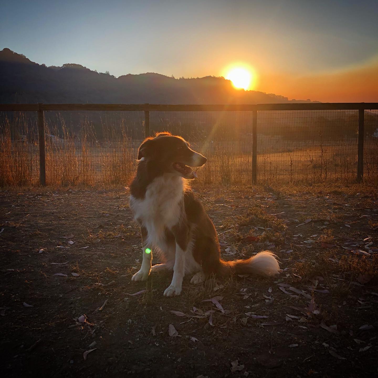 Taylor Mountain Canine Retreat