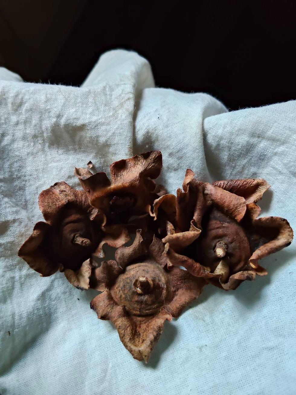 柿のヘタを乾燥させたもの