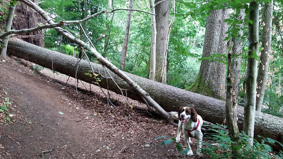 REMEMBER STORM ARWEN?