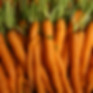 249A0280.JPG