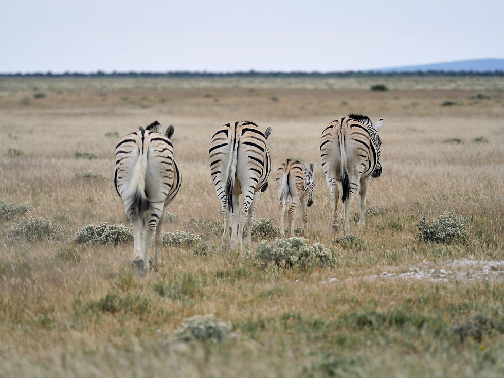 Etosha 1_403c1