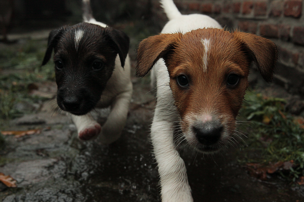 Neugierige Welpen erkunden sicher und spielerisch den Schnüffelgarten der Hundetagesbetreuung im Landkreis Schaumburg.