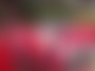 Lomba Lomba 17 agustus di sekolah Keceriaan dan Kebersamaan di Hari Kemerdekaan