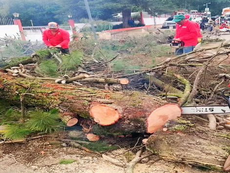 Retiran árbol con riesgo de colapso en el Periférico Sur; llaman a reportar oportunamente situaciones de peligro