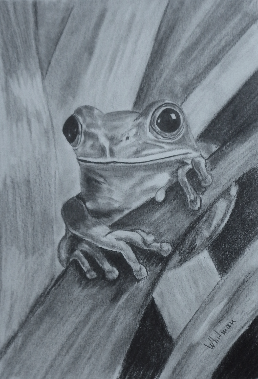 Tree Frog Sketch Original Art Graphite Pencil Drawing By Elena Whitman Frog Sketch Pencil Drawings Tree Frogs