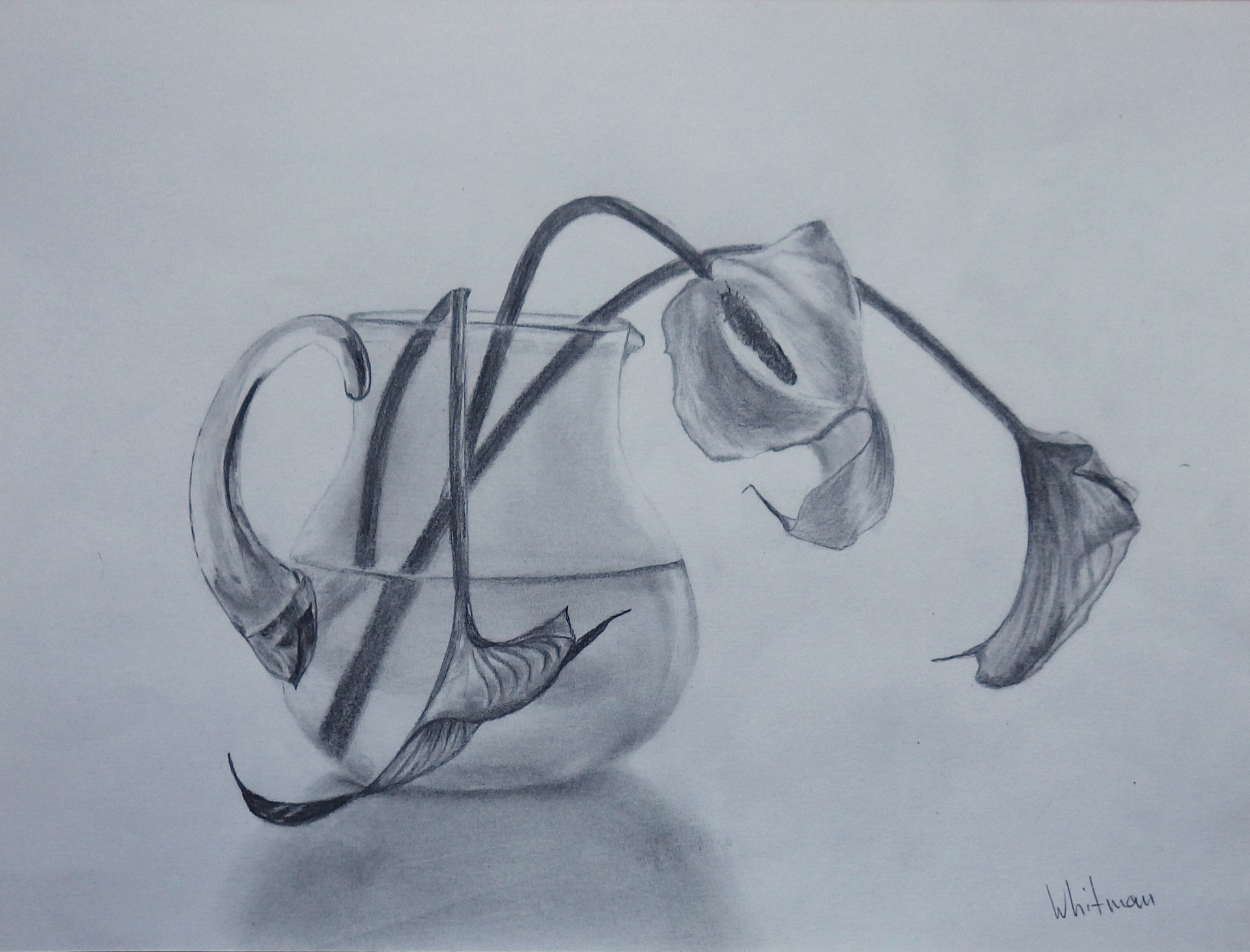 Glass pitcher with callas, original drawing