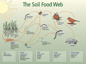 The Soil Food Web