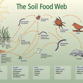 The Soil Food Web