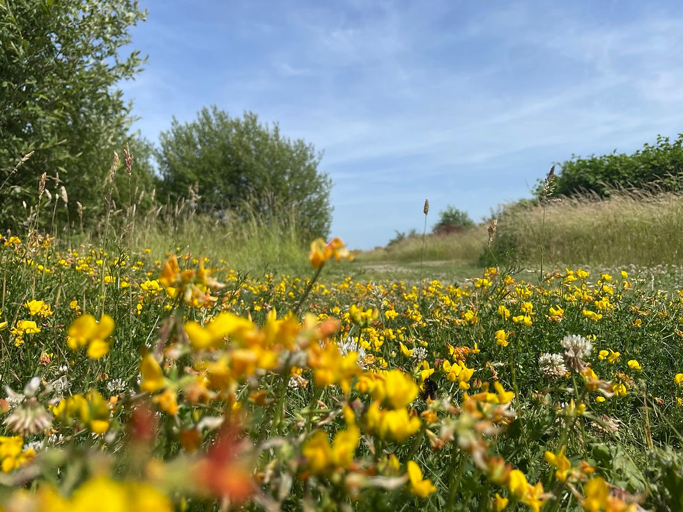 Ook graslanden met diverse plantsoorten zijn onmisbaar voor een gezond klimaat.