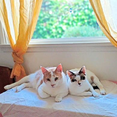 Kitties_edited.jpg
