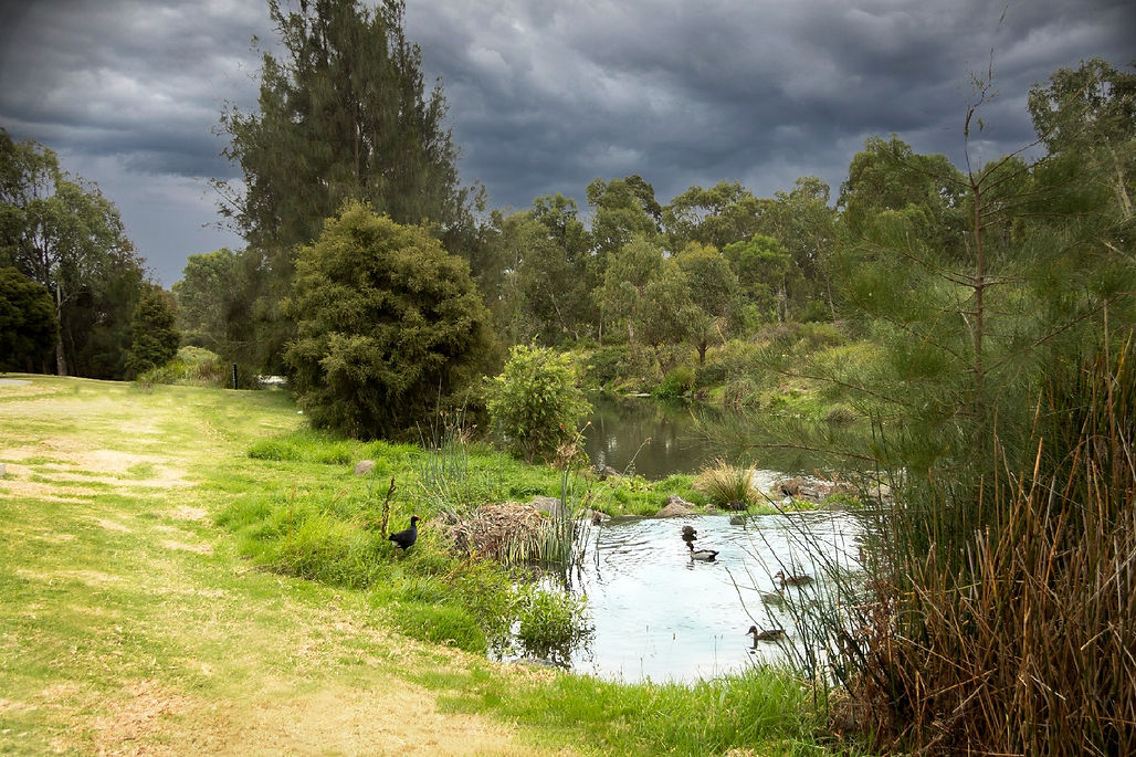 Melbourne landscape ducks in a lake photo