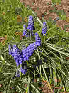 Some sweet little Muscari that show up in my lawn each Spring