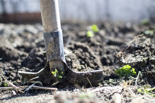 Why we dig our bulbs?