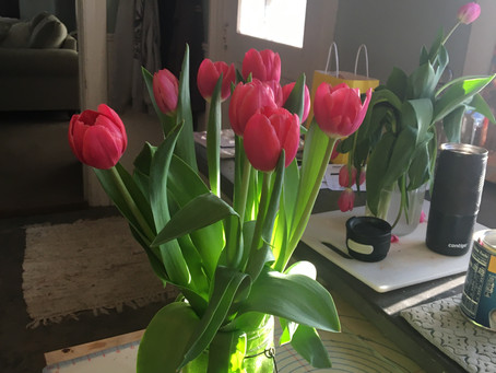 How to care for fresh cut tulips ?