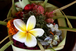 12.11.11 Sanur, Kayu Sugih Guesthousee (6).JPG