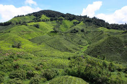 13.06.09 Cameron Highlands, Boh Sungai Palas Tea Estate (6).JPG