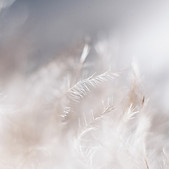White Plants