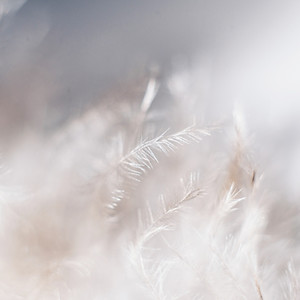 White Plants