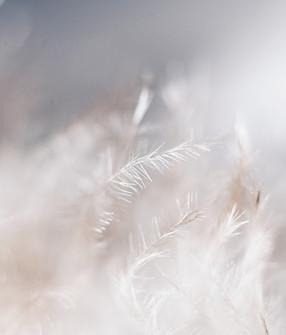 White Plants