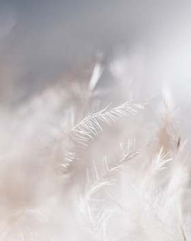 Plantes blanches