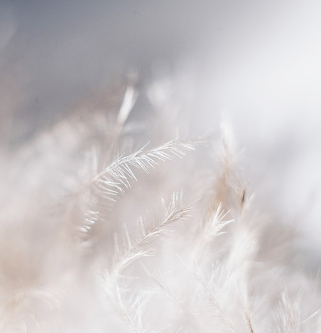 White Plants