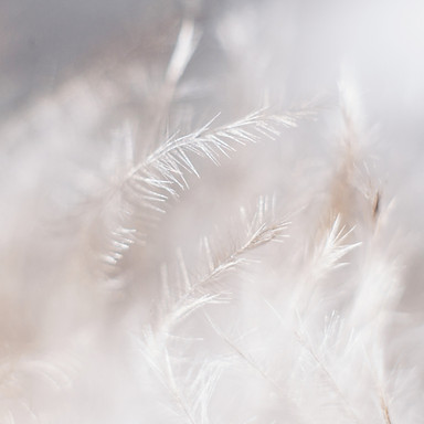 White Plants