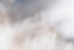 Plantes blanches
