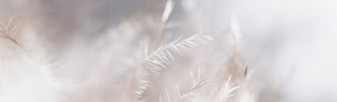White Plants