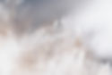 Plantes blanches