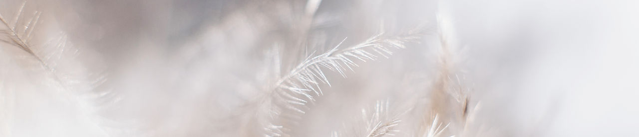 White Plants