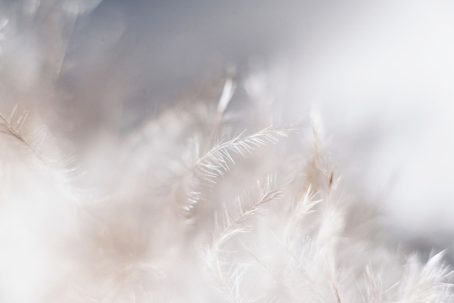 Soft Feather Macro
