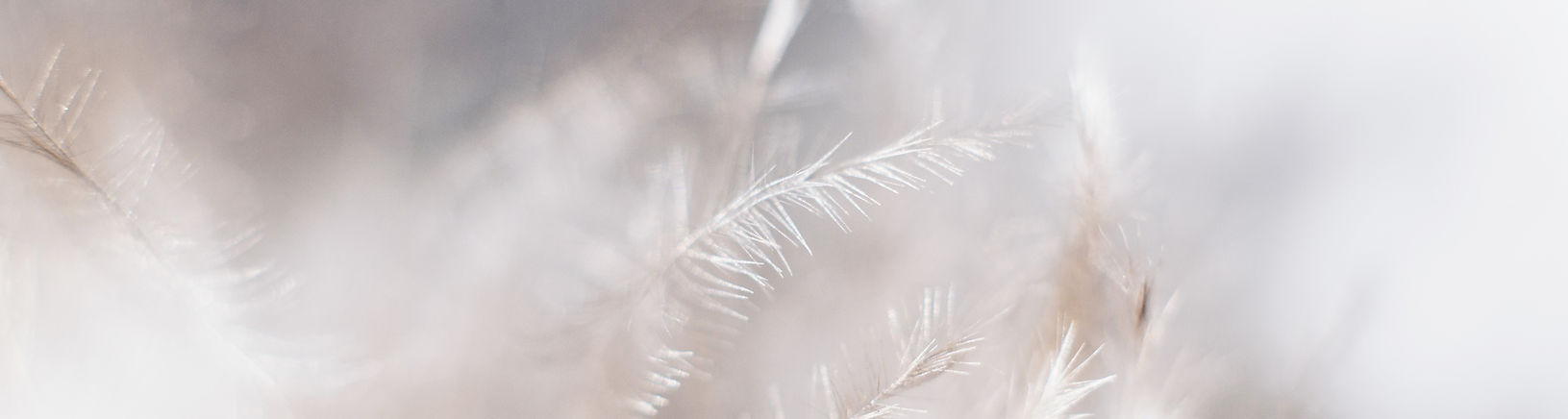 White Plants