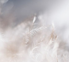 Soft Feather Macro