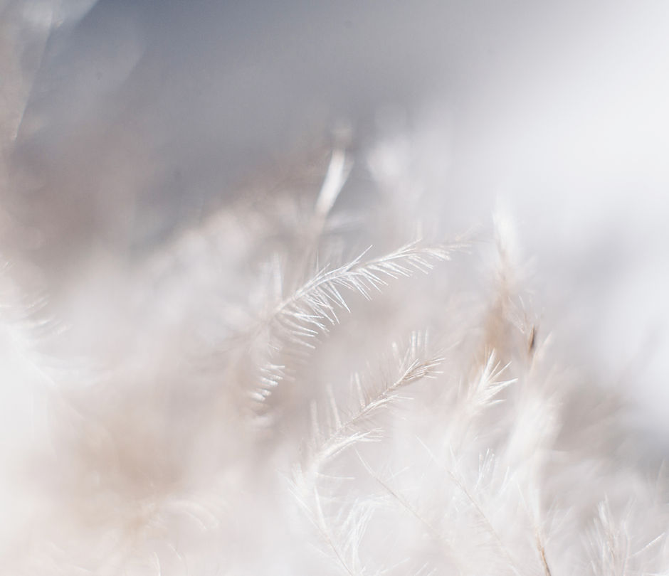 Plantes blanches