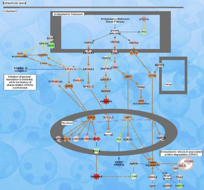 Figure6_unfolded_protein_response.jpg
