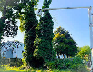 tree service blue sky