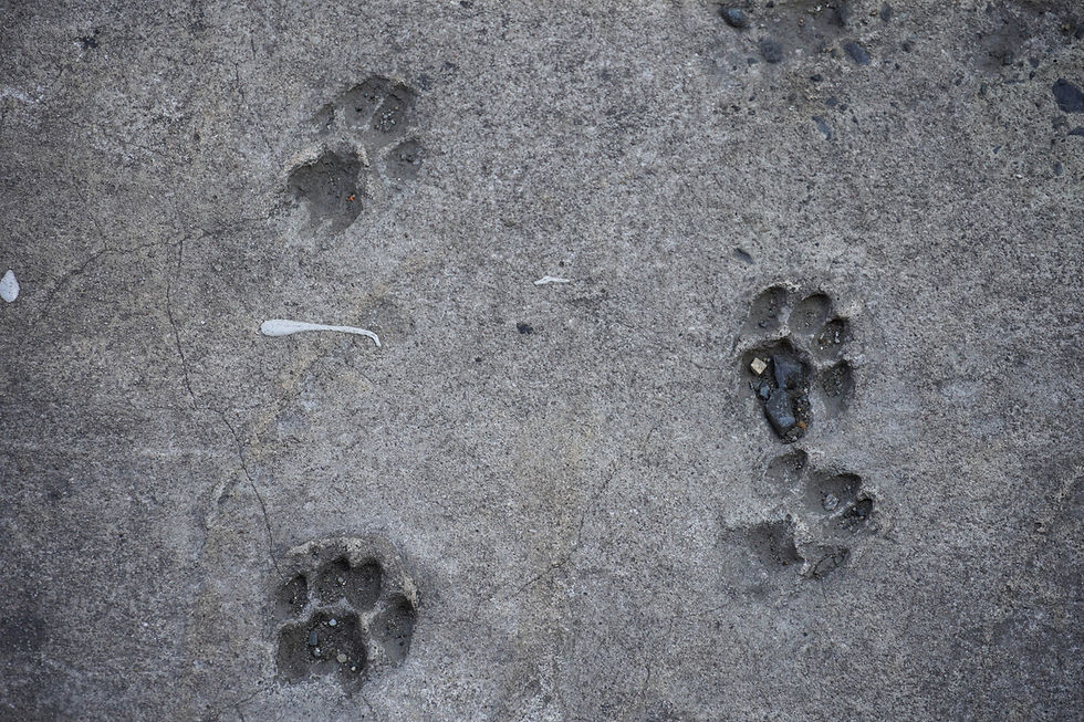 Upilnowanie świeżego betonu jest w tym mieście najwyraźniej niemożliwe. Na wielu chodnikach zobaczycie odciśnięte ślady kocich i psich łapek. Uwielbiam. Także dlatego, że przypomina mi to jeden z moich ulubionych filmów, Dom nad jeziorem. Kto oglądał, wie co mam na myśli.