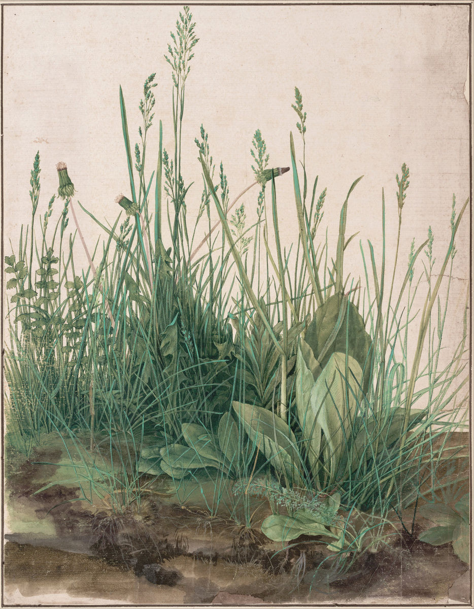Albrecht Dürer, Wielka kępa trawy