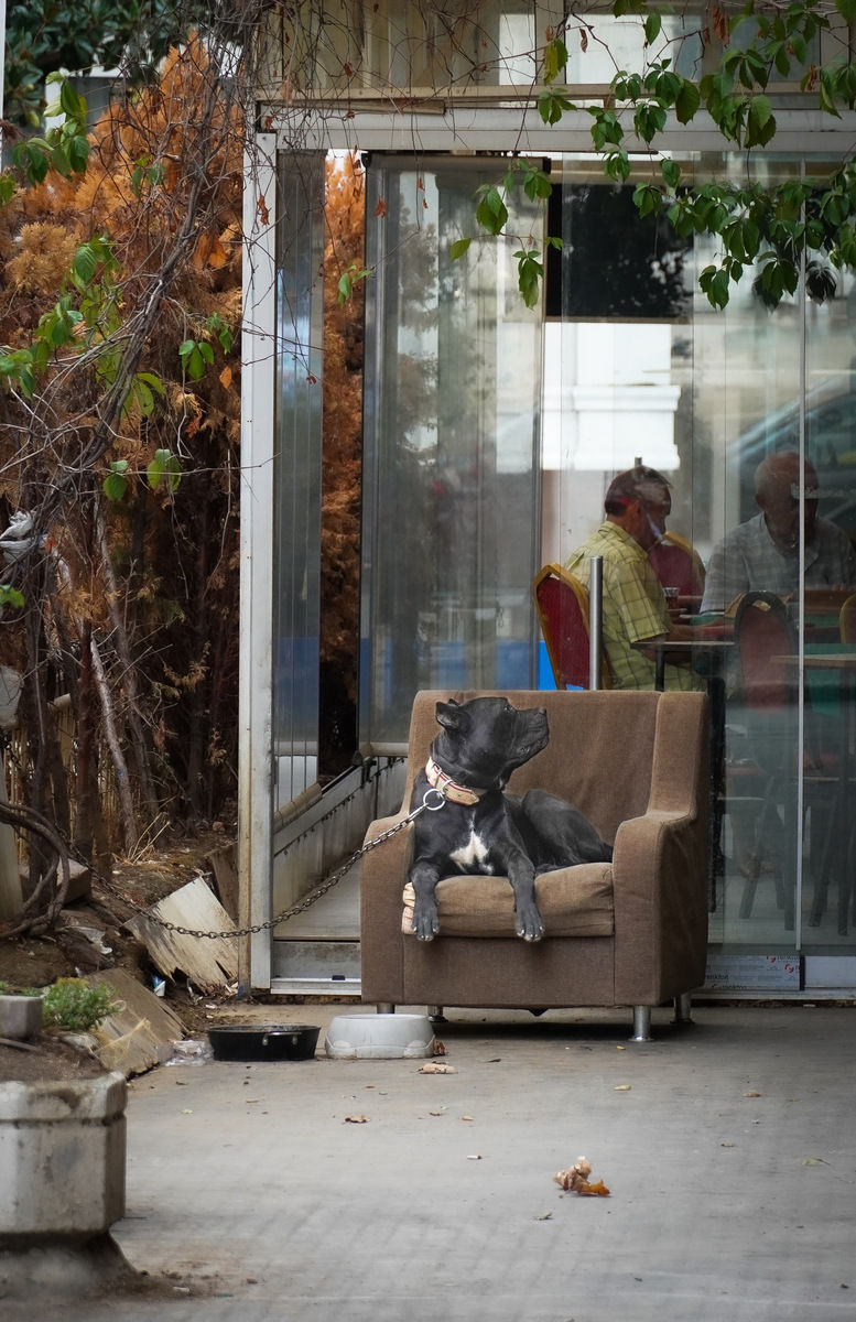 Psia poczekalnia przed restauracją.