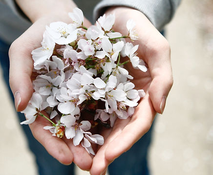 cherry blossoms_edited.jpg