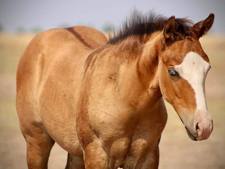 SOLD "Airman" 2023 Dun Splash Colt mysite