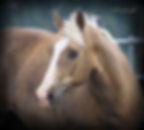 18685731_10209045602921101_1202257390_n.