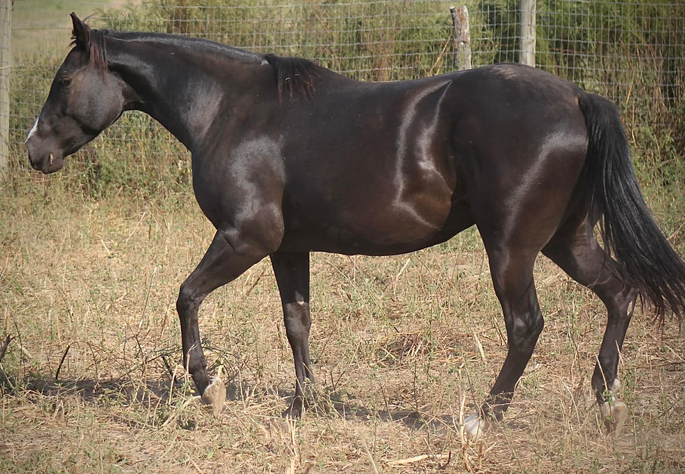 9ec31486-8131-4ed8-a0e6-144bb4dc954b