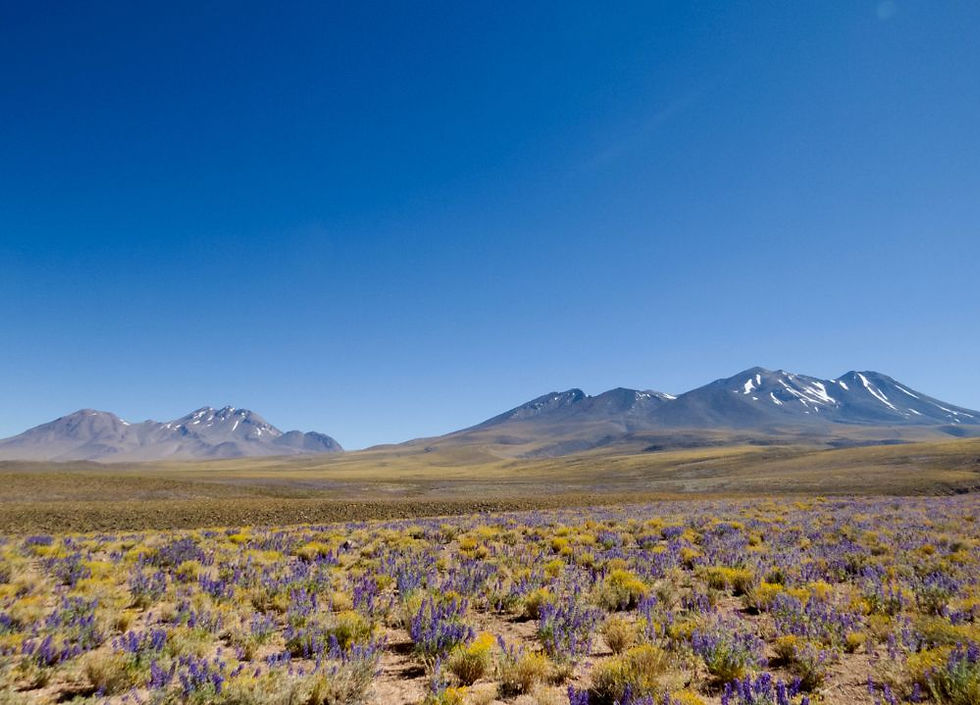 Sitio de aislamiento de actinobacterias desde rizosfera de lupino del desierto de Atacama.