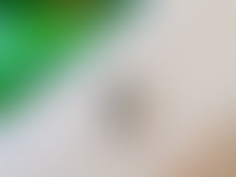 Cómo una bacteria puede frenar el dengue: nuevas claves moleculares en el mosquito Aedes aegypti