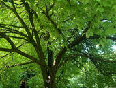 New Sunlight: Encounter with Tim