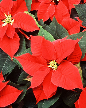 Red Poinsettias.jpeg