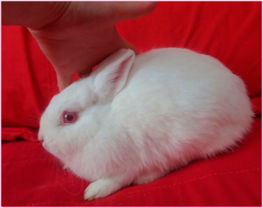 Anão Netherland Dwarf - Macho