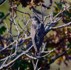 Cuckoo Day - celebrate the return of our migratory birds.